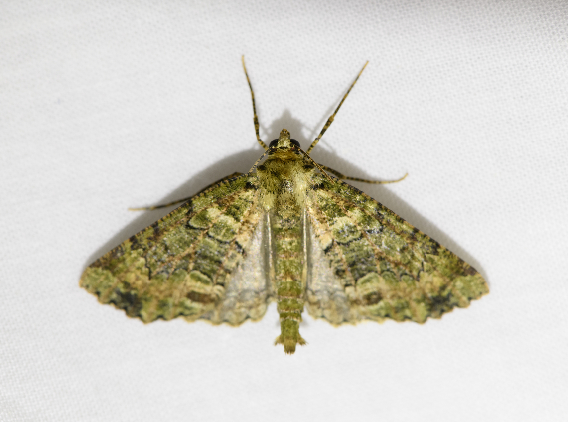 Carpet moth, Urapanes del Bosque, Colombia  Colombia,Colombia 2022,Fall,Geotagged,South America,Urapanes del Bosque,World