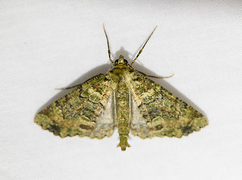 Carpet moth, Urapanes del Bosque, Colombia  Colombia,Colombia 2022,Fall,Geotagged,South America,Urapanes del Bosque,World