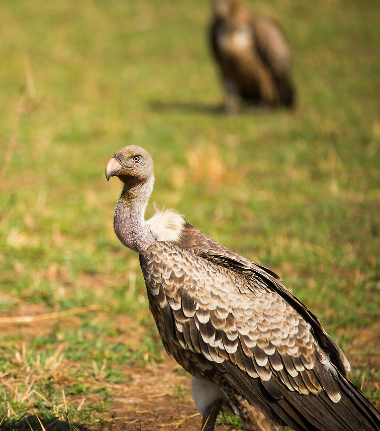 Closeup of adult Rüppells Vulture, Serengeti This one has just fed on a dead Wildebeest. From its white feathers you can see this is an adult. Africa,Gyps rueppellii,Rüppells Vulture,Serengeti National Park,Serengeti North,Serengeti area,Tanzania