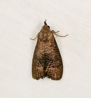 Noctuidae, Urapanes del Bosque, Colombia  Colombia,Colombia 2022,Fall,Geotagged,South America,Urapanes del Bosque,World