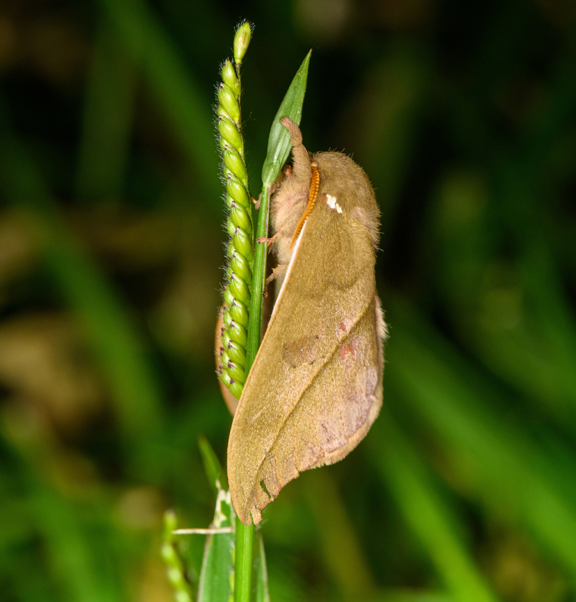 Automeris zugana on Urochloa eminii, Urapanes del Bosque, Colombia Automeris zugana (moth) on Urochloa eminii (grass). Identification applied to the grass. Automeris zugana,Colombia,Colombia 2022,Fall,Geotagged,South America,Spreading Liverseed Grass,Urapanes del Bosque,Urochloa eminii,World