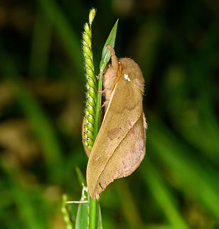 Automeris zugana on Urochloa eminii, Urapanes del Bosque, Colombia Automeris zugana (moth) on Urochloa eminii (grass). Identification applied to the grass. Automeris zugana,Colombia,Colombia 2022,Fall,Geotagged,South America,Spreading Liverseed Grass,Urapanes del Bosque,Urochloa eminii,World