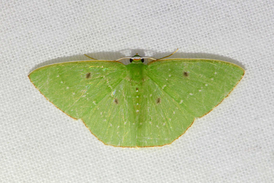 Nemoria dentilinea, Urapanes del Bosque, Colombia Tentative ID. Reference used:<br />
<a href="https://www.inaturalist.org/observations/145183237" rel="nofollow">https://www.inaturalist.org/observations/145183237</a> Colombia,Colombia 2022,Fall,Geotagged,Nemoria dentilinea,South America,Urapanes del Bosque,World