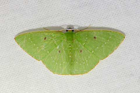 Nemoria dentilinea, Urapanes del Bosque, Colombia Tentative ID. Reference used:
https://www.inaturalist.org/observations/145183237 Colombia,Colombia 2022,Fall,Geotagged,Nemoria dentilinea,South America,Urapanes del Bosque,World
