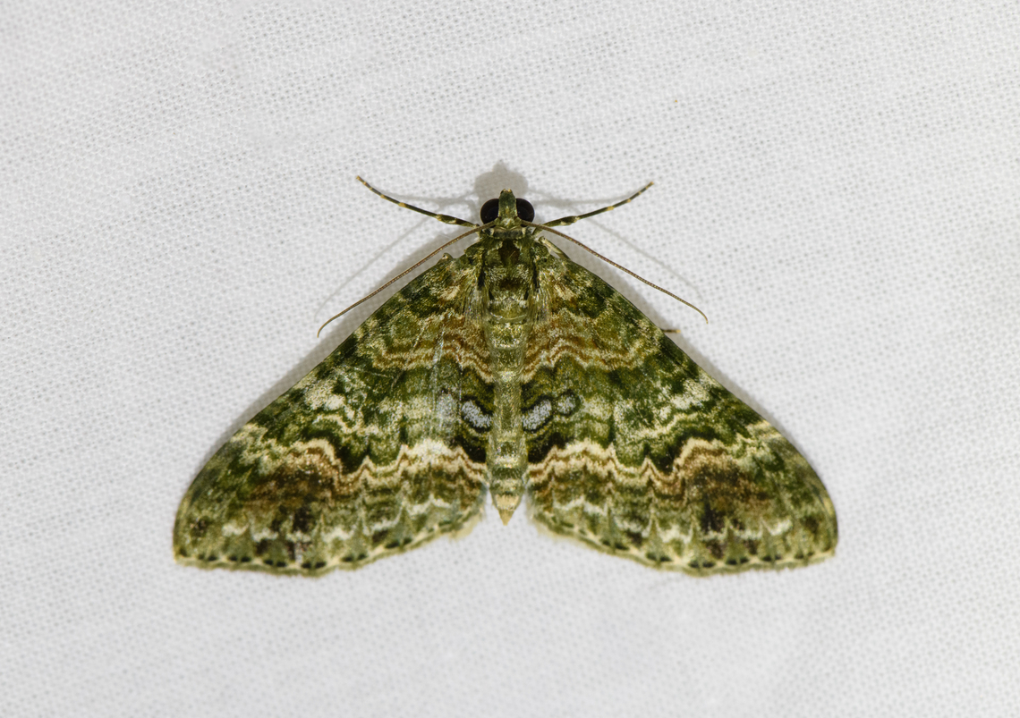 Hammaptera sp., Urapanes del Bosque, Colombia Possibly Hammaptera parinotata. Colombia,Colombia 2022,Fall,Geotagged,South America,Urapanes del Bosque,World