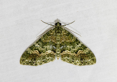 Hammaptera sp., Urapanes del Bosque, Colombia Possibly Hammaptera parinotata. Colombia,Colombia 2022,Fall,Geotagged,South America,Urapanes del Bosque,World