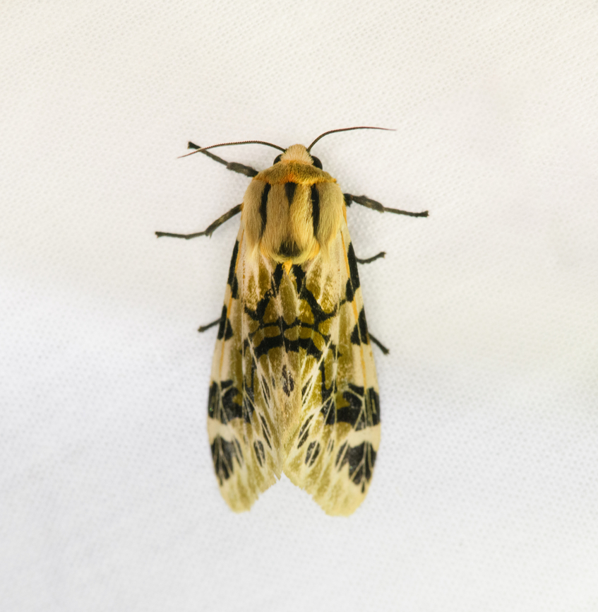Hypercompe nemophila, Urapanes del Bosque, Colombia  Colombia,Colombia 2022,Fall,Geotagged,Hypercompe nemophila,South America,Urapanes del Bosque,World
