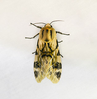 Hypercompe nemophila, Urapanes del Bosque, Colombia  Colombia,Colombia 2022,Fall,Geotagged,Hypercompe nemophila,South America,Urapanes del Bosque,World