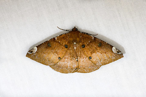 Herbita valtrudaria, Urapanes del Bosque, Colombia  Colombia,Colombia 2022,Fall,Geotagged,Herbita valtrudaria,South America,Urapanes del Bosque,World