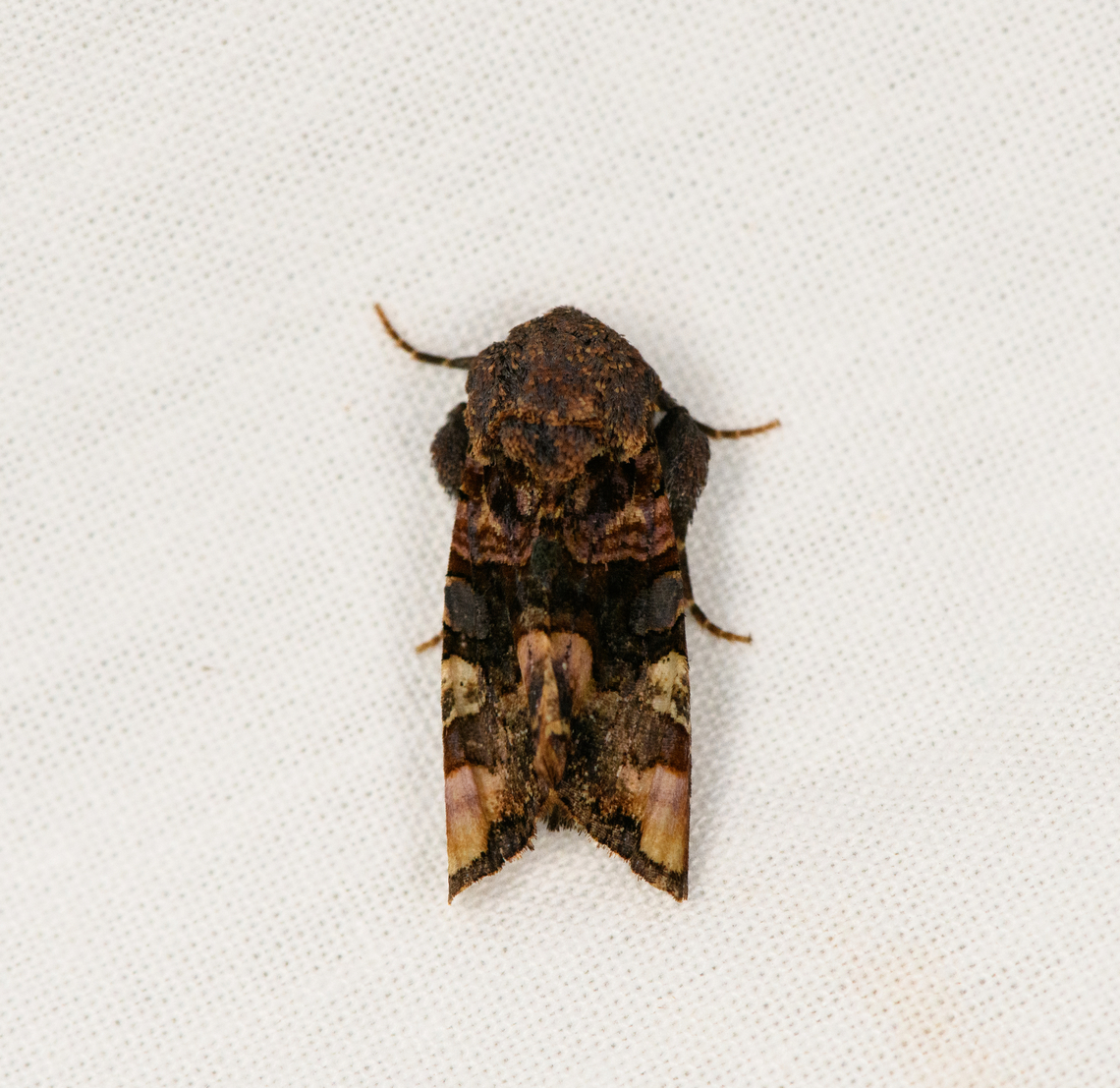 Euplexia triplaga, Urapanes del Bosque, Colombia  Colombia,Colombia 2022,Euplexia triplaga,Fall,Geotagged,South America,Urapanes del Bosque,World