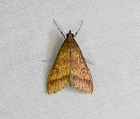 Hyalorista sp., Urapanes del Bosque, Colombia  Colombia,Colombia 2022,Fall,Geotagged,South America,Urapanes del Bosque,World