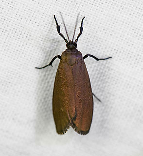 Lithosiini, Urapanes del Bosque, Colombia  Colombia,Colombia 2022,Fall,Geotagged,South America,Urapanes del Bosque,World