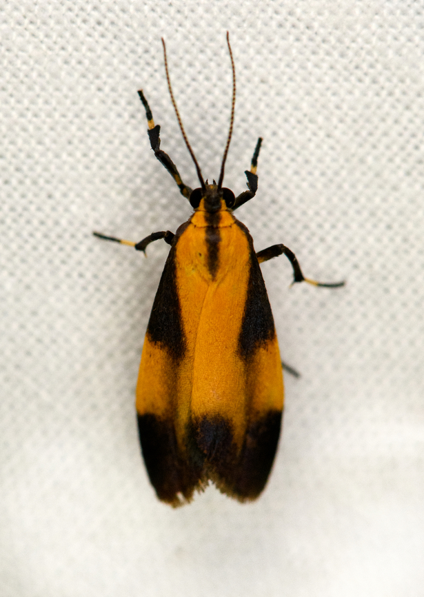 Lycomorphodes sp., Urapanes del Bosque, Colombia  Colombia,Colombia 2022,Fall,Geotagged,South America,Urapanes del Bosque,World