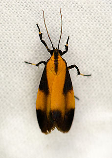 Lycomorphodes sp., Urapanes del Bosque, Colombia  Colombia,Colombia 2022,Fall,Geotagged,South America,Urapanes del Bosque,World