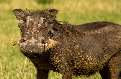 Warthog closeup, Serengeti North  Africa,Phacochoerus africanus,Serengeti National Park,Serengeti North,Serengeti area,Tanzania,Warthog