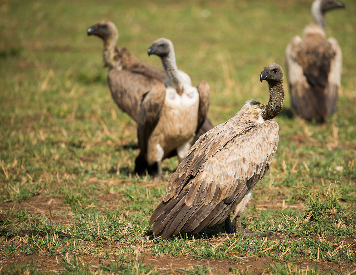 Juvenile Rüppells Vulture closeup, Serengeti North  Africa,Gyps rueppellii,Rüppells Vulture,Serengeti National Park,Serengeti North,Serengeti area,Tanzania