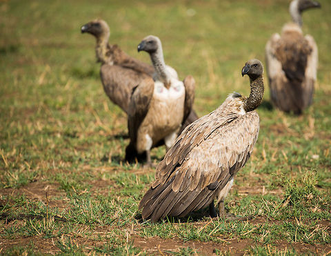 Juvenile Rüppells Vulture closeup, Serengeti North  Africa,Gyps rueppellii,Rüppells Vulture,Serengeti National Park,Serengeti North,Serengeti area,Tanzania