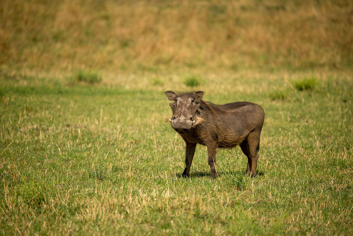 Adult Warthog, Serengeti North  Africa,Phacochoerus africanus,Serengeti National Park,Serengeti North,Serengeti area,Tanzania,Warthog