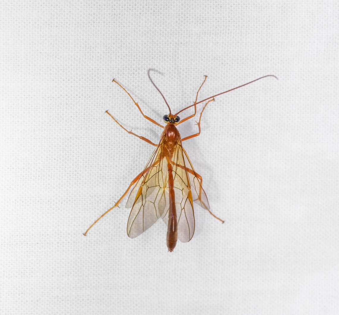 Enicospilus purgatus, Urapanes del Bosque, Colombia  Colombia,Colombia 2022,Enicospilus purgatus,Fall,Geotagged,South America,Urapanes del Bosque,World