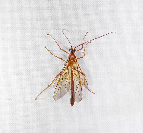 Enicospilus purgatus, Urapanes del Bosque, Colombia  Colombia,Colombia 2022,Enicospilus purgatus,Fall,Geotagged,South America,Urapanes del Bosque,World