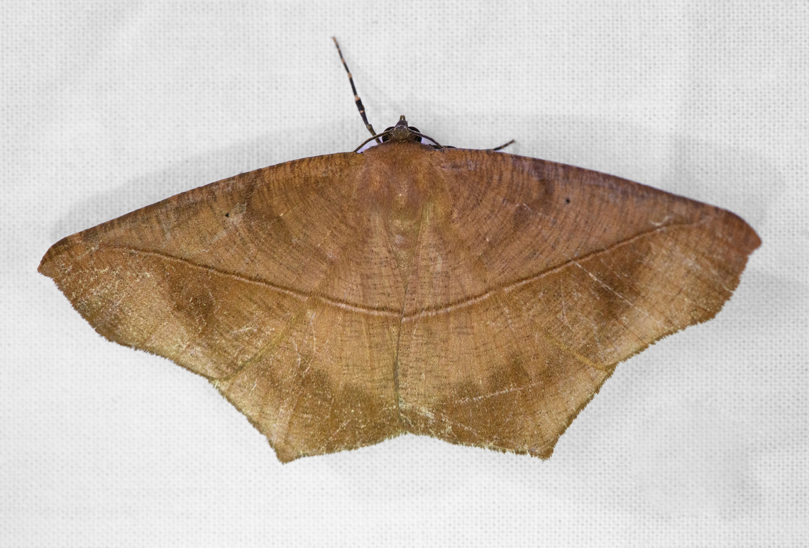 Prochoerodes tetragonata, Urapanes del Bosque, Colombia  Colombia,Colombia 2022,Fall,Geotagged,Prochoerodes tetragonata,South America,Urapanes del Bosque,World