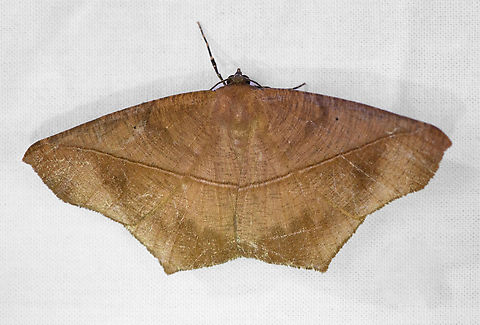 Prochoerodes tetragonata, Urapanes del Bosque, Colombia  Colombia,Colombia 2022,Fall,Geotagged,Prochoerodes tetragonata,South America,Urapanes del Bosque,World