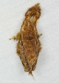 Limacodidae? Urapanes del Bosque, Colombia Hairy, to say the least. Colombia,Colombia 2022,Fall,Geotagged,South America,Urapanes del Bosque,World