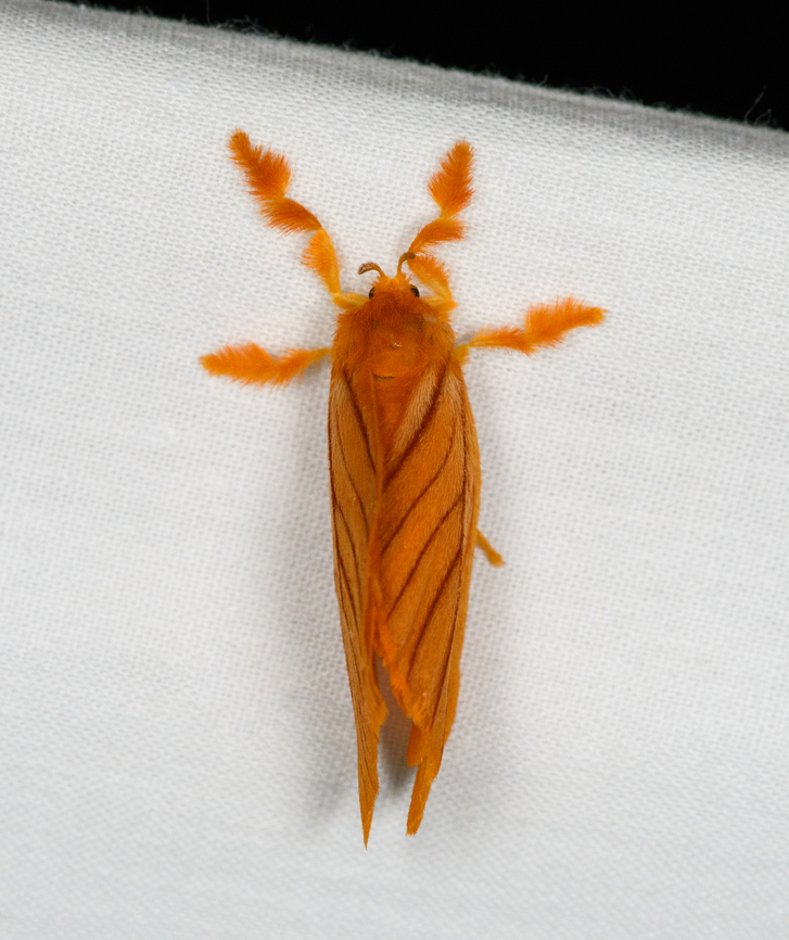 Acraga moorei, Urapanes del Bosque, Colombia  Acraga moorei,Colombia,Colombia 2022,Fall,Geotagged,South America,Tangerine furry-legs,Urapanes del Bosque,World