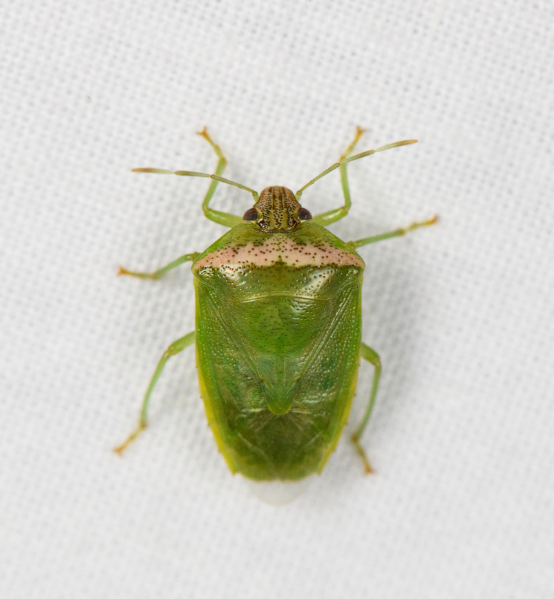 Green stink bug, Urapanes del Bosque, Colombia  Colombia,Colombia 2022,Fall,Geotagged,South America,Urapanes del Bosque,World