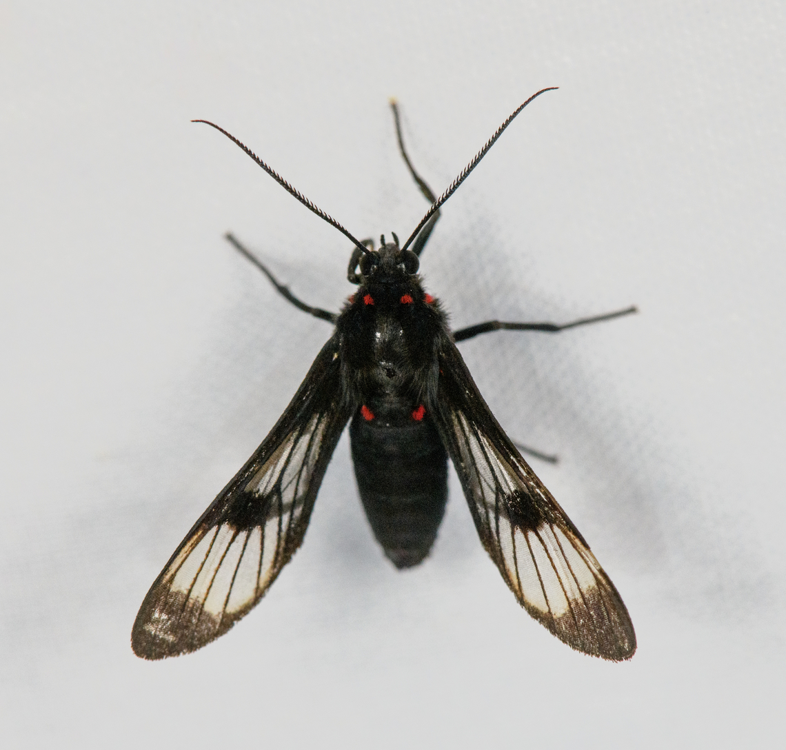 Saurita sp. wasp moth, Urapanes del Bosque, Colombia  Colombia,Colombia 2022,Fall,Geotagged,South America,Urapanes del Bosque,World