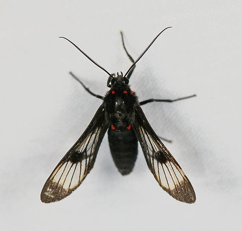 Saurita sp. wasp moth, Urapanes del Bosque, Colombia  Colombia,Colombia 2022,Fall,Geotagged,South America,Urapanes del Bosque,World