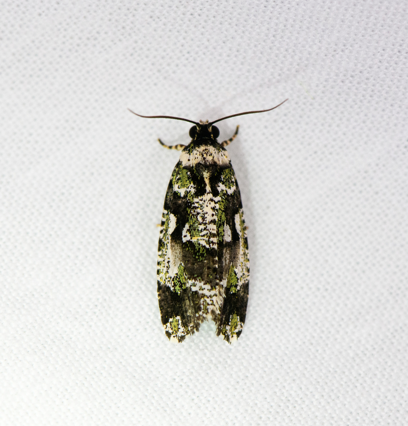 Orthocomotis magicana, Urapanes del Bosque, Colombia  Colombia,Colombia 2022,Fall,Geotagged,Orthocomotis magicana,South America,Urapanes del Bosque,World