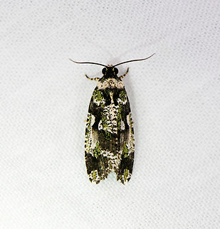 Orthocomotis magicana, Urapanes del Bosque, Colombia  Colombia,Colombia 2022,Fall,Geotagged,Orthocomotis magicana,South America,Urapanes del Bosque,World