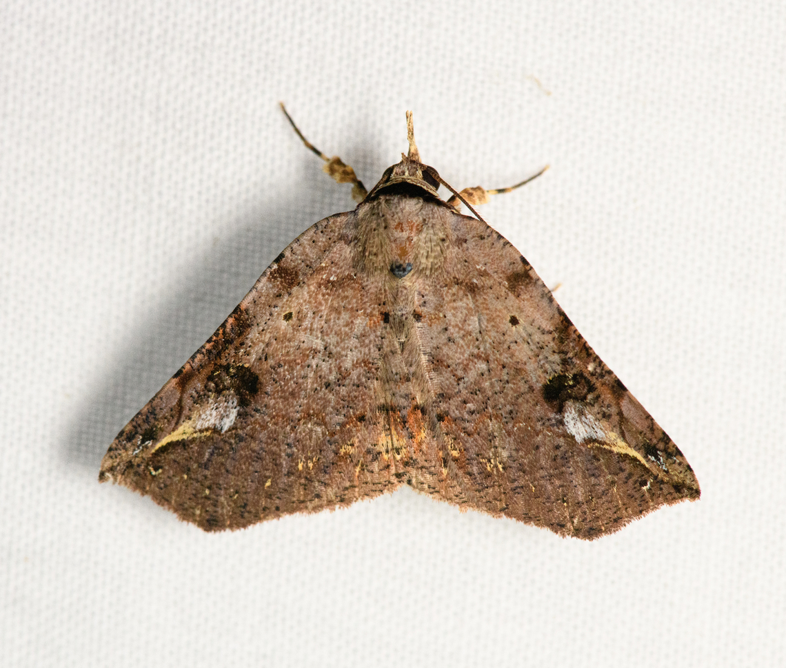 Metallata arbuscula, Urapanes del Bosque, Colombia  Colombia,Colombia 2022,Fall,Geotagged,Metallata arbuscula,South America,Urapanes del Bosque,World