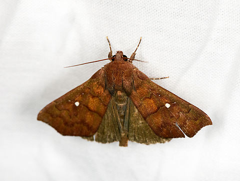 Anomis gentilis, Urapanes del Bosque, Colombia  Anomis gentilis,Colombia,Colombia 2022,Fall,Geotagged,South America,Urapanes del Bosque,World