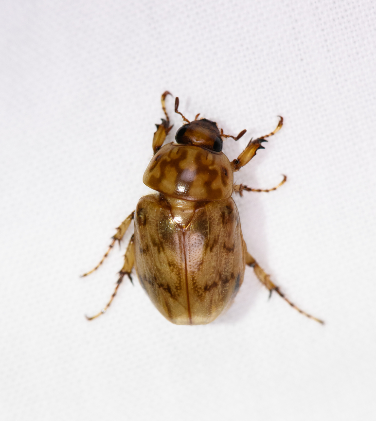 Cyclocephala fulgurata, Urapanes del Bosque, Colombia  Colombia,Colombia 2022,Cyclocephala fulgurata,Fall,Geotagged,South America,Urapanes del Bosque,World