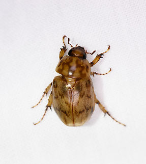 Cyclocephala fulgurata, Urapanes del Bosque, Colombia  Colombia,Colombia 2022,Cyclocephala fulgurata,Fall,Geotagged,South America,Urapanes del Bosque,World