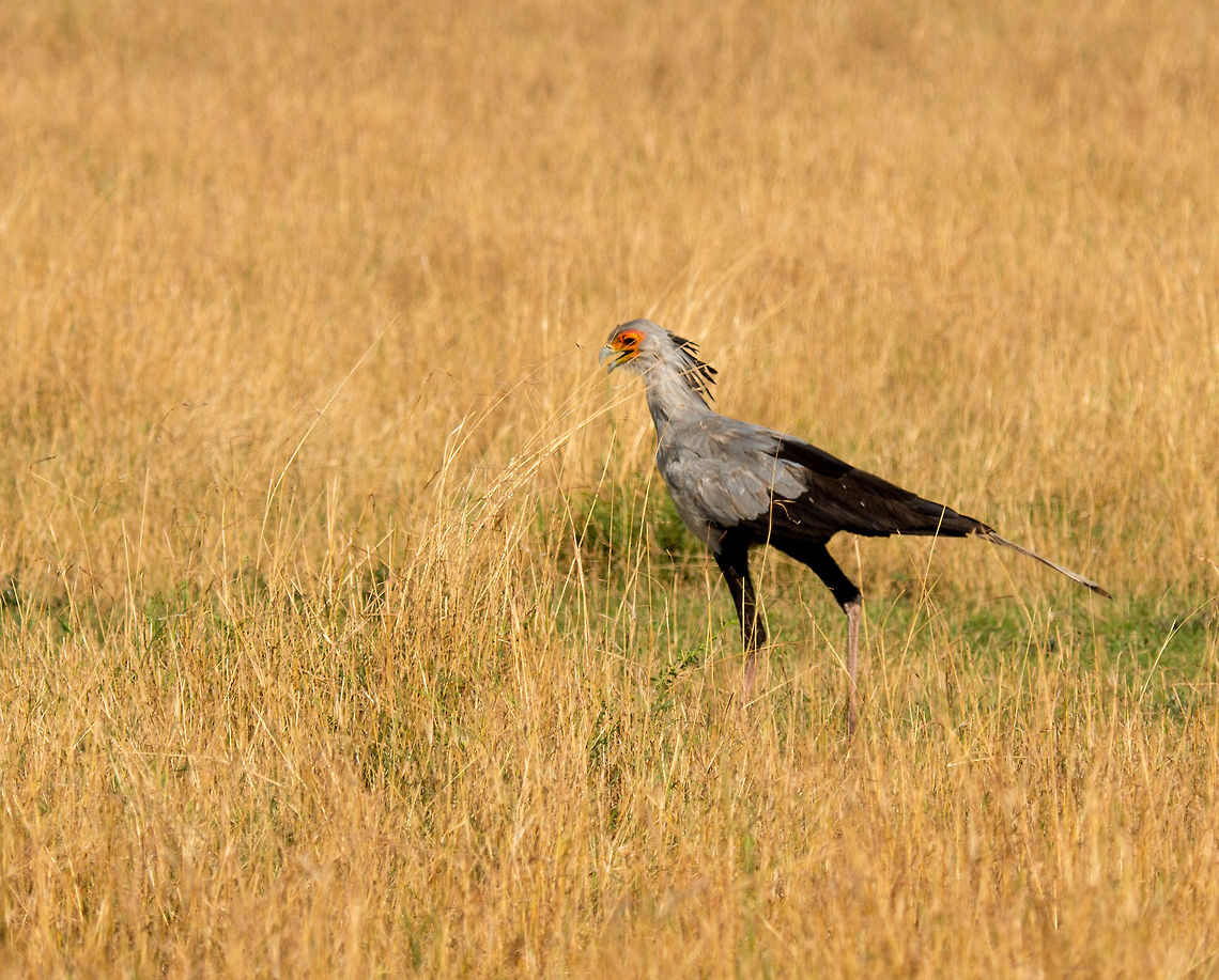 Secretary bird navigating tall grass, Serengeti North  Africa,Sagittarius serpentarius,Secretary Bird,Serengeti National Park,Serengeti North,Serengeti area,Tanzania