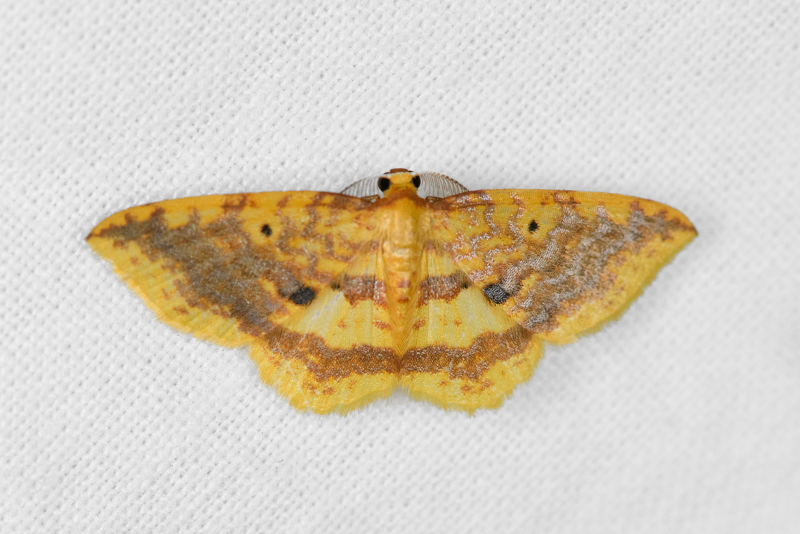 Eois sp.? Urapanes del Bosque, Colombia  Colombia,Colombia 2022,Fall,Geotagged,South America,Urapanes del Bosque,World