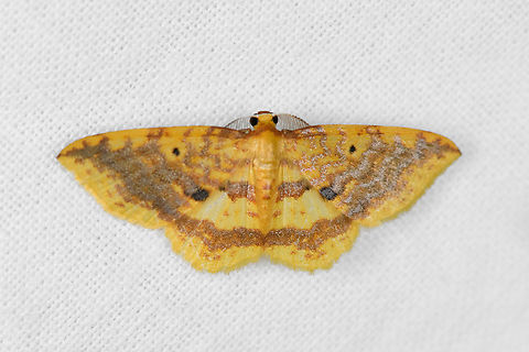 Eois sp.? Urapanes del Bosque, Colombia  Colombia,Colombia 2022,Fall,Geotagged,South America,Urapanes del Bosque,World