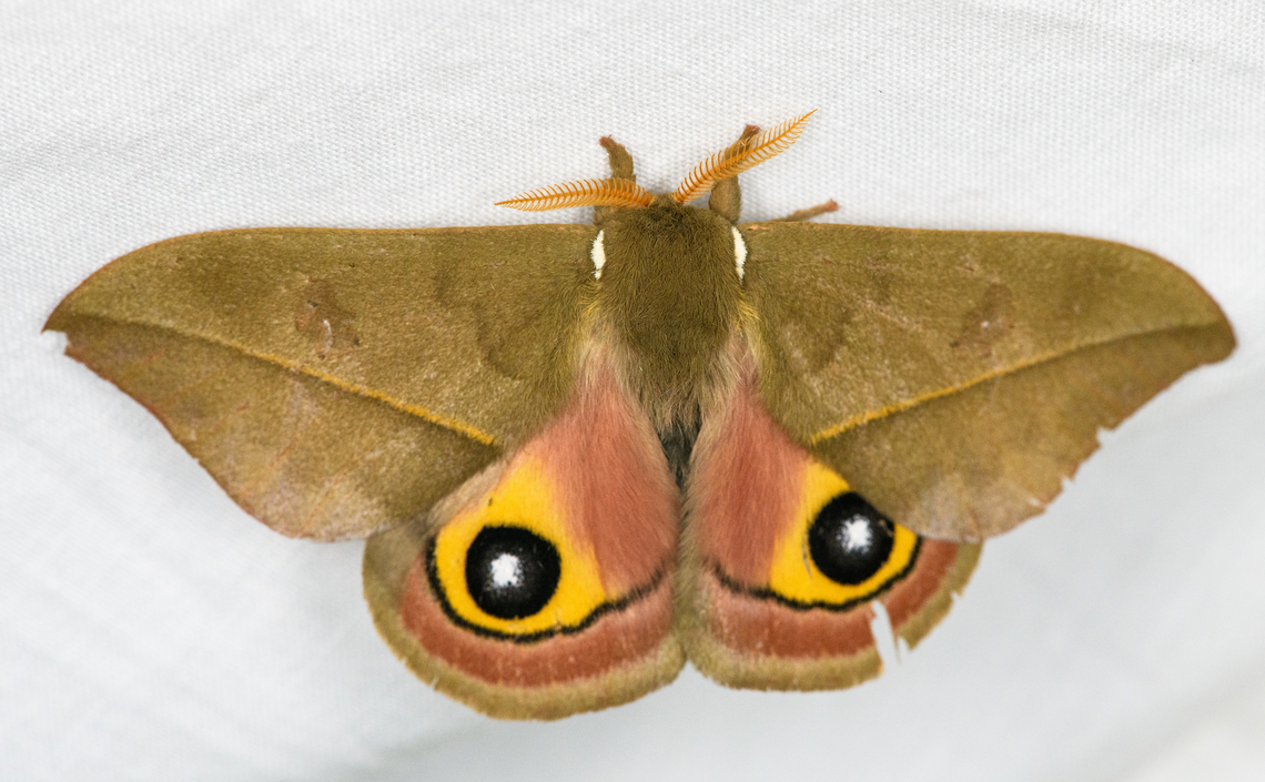 Automeris cecrops, Urapanes del Bosque, Colombia Alternative candidates that seem less likely:<br />
- Automeris janrudloffi<br />
- Automeris praemargaritae Automeris cecrops,Colombia,Colombia 2022,Fall,Geotagged,South America,Urapanes del Bosque,World