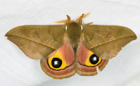 Automeris cecrops, Urapanes del Bosque, Colombia Alternative candidates that seem less likely:
- Automeris janrudloffi
- Automeris praemargaritae Automeris cecrops,Colombia,Colombia 2022,Fall,Geotagged,South America,Urapanes del Bosque,World