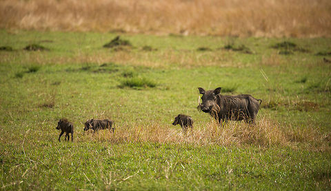 Warthog parenting three, Serengeti North Deep respect for this Warthog mother trying to keep its three youngsters alive in the Serengeti. Africa,Phacochoerus africanus,Serengeti National Park,Serengeti North,Serengeti area,Tanzania,Warthog