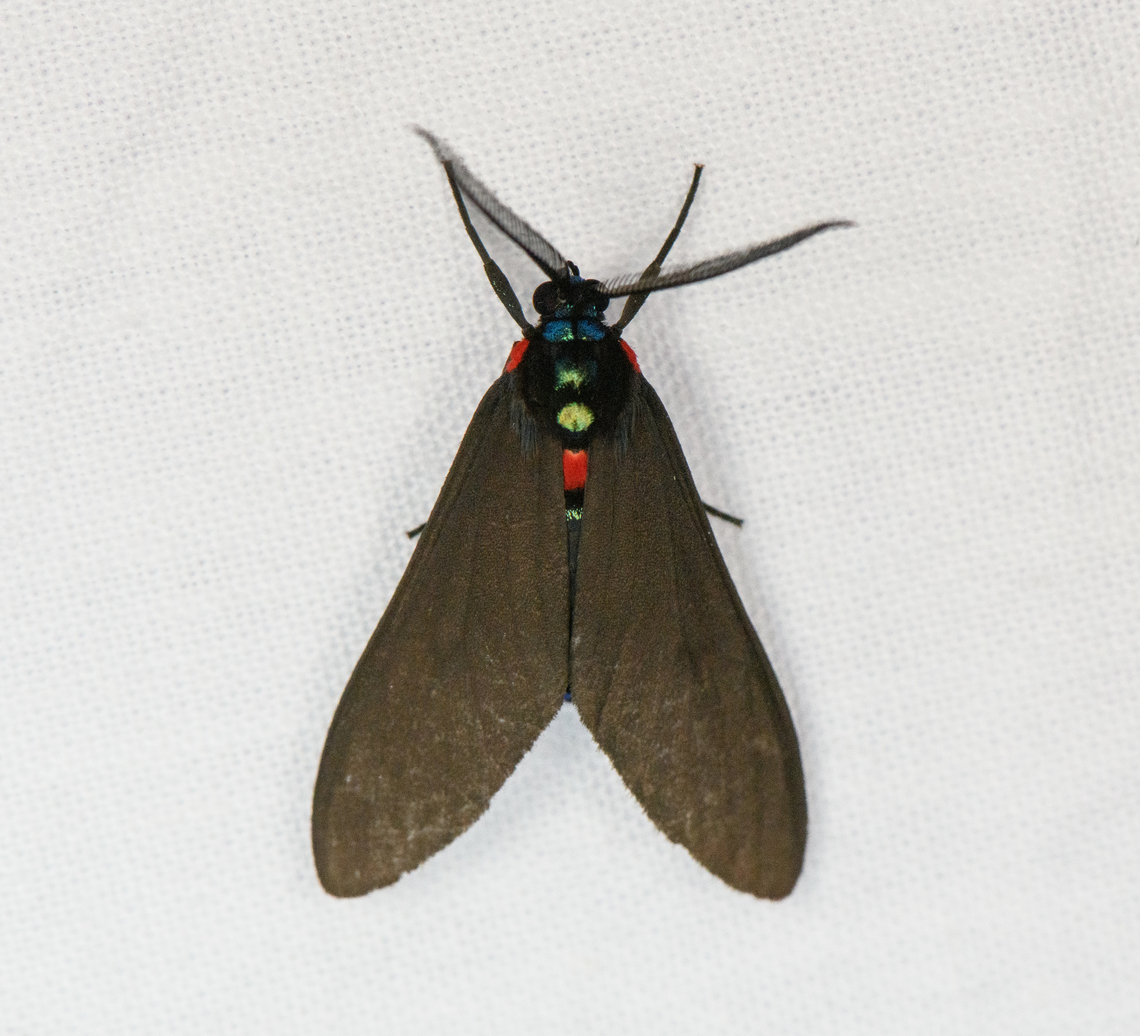 Saurita diffusa, Urapanes del Bosque, Colombia  Colombia,Colombia 2022,Fall,Geotagged,Saurita diffusa,South America,Urapanes del Bosque,World