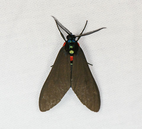 Saurita diffusa, Urapanes del Bosque, Colombia  Colombia,Colombia 2022,Fall,Geotagged,Saurita diffusa,South America,Urapanes del Bosque,World