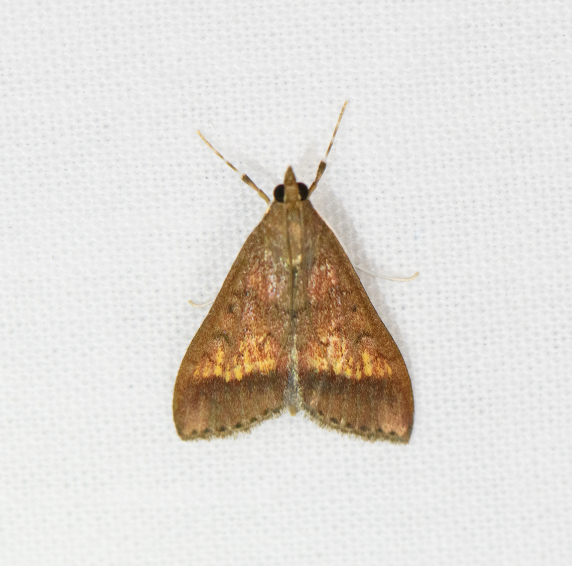 Hyalorista sp. 2, Urapanes del Bosque, Colombia Looks similar but not identical to this other observation, which Christine helped to identify as Hyalorista sp.<br />
<figure class="photo"><a href="https://www.jungledragon.com/image/150847/hyalorista_sp._urapanes_del_bosque_colombia.html" title="Hyalorista sp., Urapanes del Bosque, Colombia"><img src="https://s3.amazonaws.com/media.jungledragon.com/images/2/150847_thumb.jpg?AWSAccessKeyId=05GMT0V3GWVNE7GGM1R2&Expires=1769040010&Signature=DnTmjj2hVLBmW7xZc%2BM49zUR%2FoU%3D" width="200" height="172" alt="Hyalorista sp., Urapanes del Bosque, Colombia  Colombia,Colombia 2022,Fall,Geotagged,South America,Urapanes del Bosque,World" /></a></figure> Colombia,Colombia 2022,Fall,Geotagged,South America,Urapanes del Bosque,World