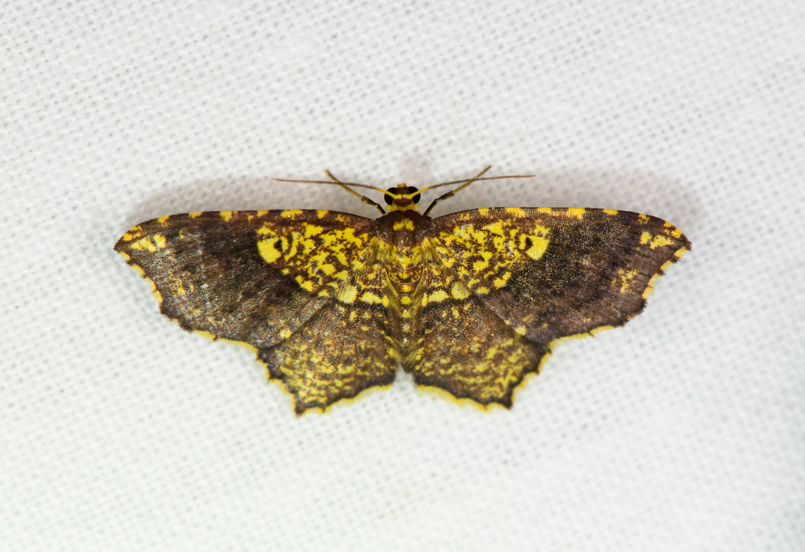 Eois sp. 2? Urapanes del Bosque, Colombia Another Eois puzzle :) Colombia,Colombia 2022,Fall,Geotagged,South America,Urapanes del Bosque,World