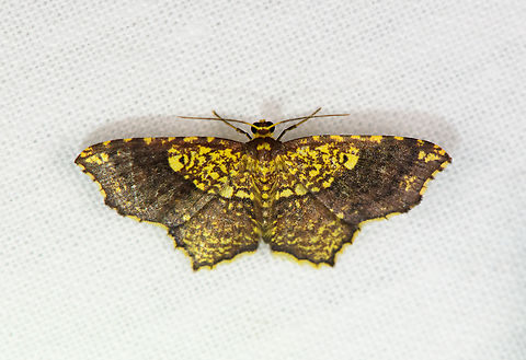 Eois sp. 2? Urapanes del Bosque, Colombia Another Eois puzzle :) Colombia,Colombia 2022,Fall,Geotagged,South America,Urapanes del Bosque,World