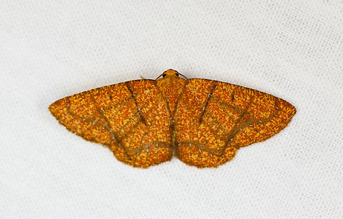 Periclina saeta, Urapanes del Bosque, Colombia  Colombia,Colombia 2022,Fall,Geotagged,Periclina saeta,South America,Urapanes del Bosque,World