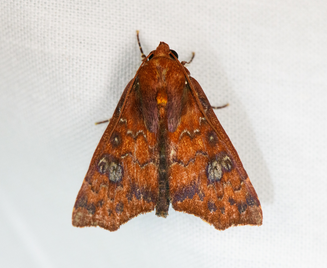 Anomis sp., Urapanes del Bosque, Colombia Might be one of the undescribed ones at the bottom of this page:<br />
<a href="https://leps.fieldguide.ai/figures/categories?category=5605b6cefd89780240aebfd8" rel="nofollow">https://leps.fieldguide.ai/figures/categories?category=5605b6cefd89780240aebfd8</a> Colombia,Colombia 2022,Fall,Geotagged,South America,Urapanes del Bosque,World